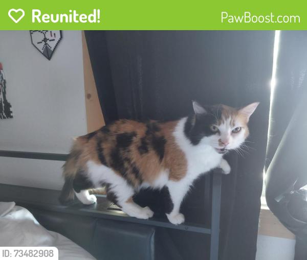 Reunited Female Cat last seen N Danvers Road lynnwood wa, Lynnwood, WA 98036