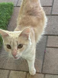 Found/Stray Unknown Cat last seen Garrick, Los Angeles, CA 91342