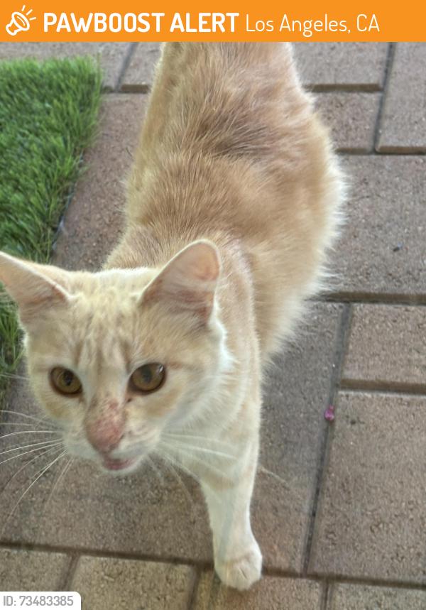 Found/Stray Unknown Cat last seen Garrick, Los Angeles, CA 91342