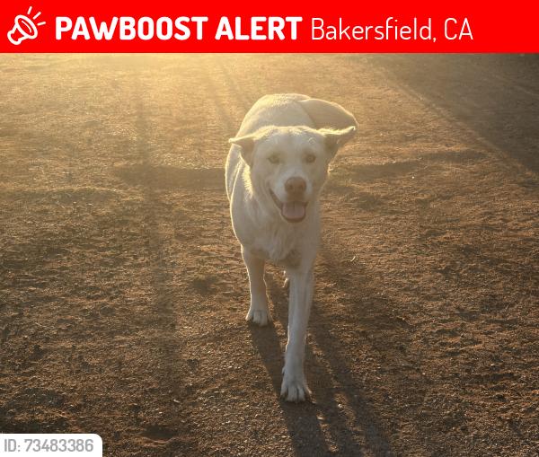 Lost Female Dog last seen Oswell and Niles st, Bakersfield, CA 93306