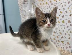 Shelter Stray Male Cat last seen Gibbons St, 43609, OH, 827 Illinois Ave, Maumee, OH 43537, USA