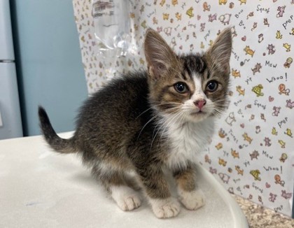 Shelter Stray Male Cat last seen Gibbons St, 43609, OH, 827 Illinois Ave, Maumee, OH 43537, USA