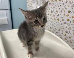 Shelter Stray Female Cat last seen Gibbons St, 43609, OH, 827 Illinois Ave, Maumee, OH 43537, USA