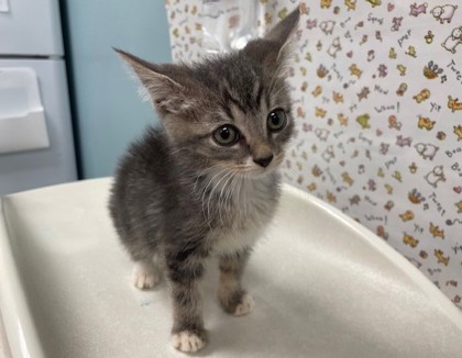 Shelter Stray Female Cat last seen Gibbons St, 43609, OH, 827 Illinois Ave, Maumee, OH 43537, USA