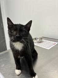 Shelter Stray Male Cat last seen Near Perry Blvd NW, Atlanta, GA, 1251 Fulton Industrial Blvd NW, Atlanta, GA 30336, USA