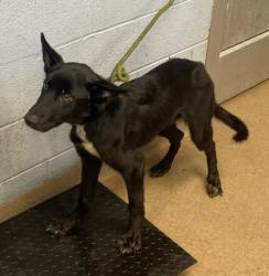 Shelter Stray Female Dog last seen Near Covington Highway Decatur, GA 30035, 30035, GA, 3280 Chamblee Dunwoody Rd, Chamblee, GA 30341, USA