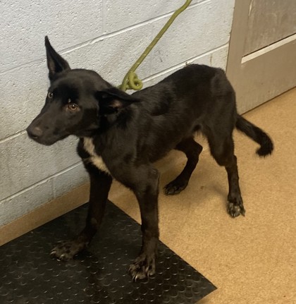 Shelter Stray Female Dog last seen Near Covington Highway Decatur, GA 30035, 30035, GA, 3280 Chamblee Dunwoody Rd, Chamblee, GA 30341, USA
