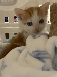 Shelter Stray Male Cat last seen lumber yard in sebastian, Sebastian, FL, 6230 77th St, Vero Beach, FL 32967, USA