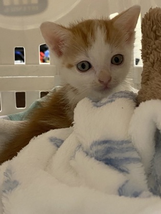 Shelter Stray Male Cat last seen lumber yard in sebastian, Sebastian, FL, 6230 77th St, Vero Beach, FL 32967, USA