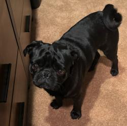 Reunited Unknown Dog last seen Hewes and Flower Ave, Orange, CA 92869