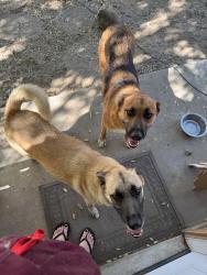 Found/Stray Female Dog last seen Behymer and Fowler, Clovis, CA 93730