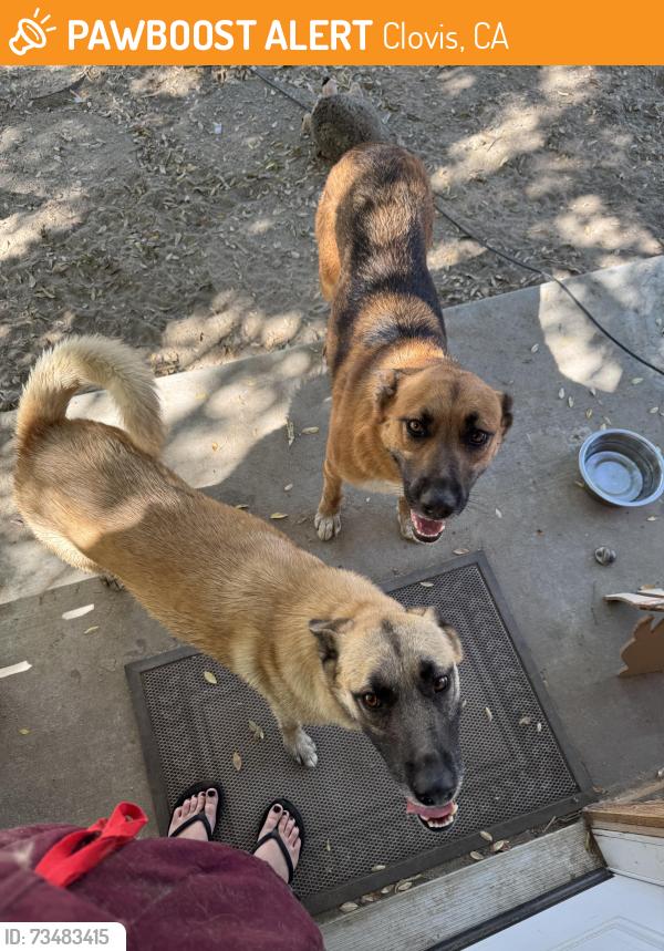 Found/Stray Female Dog last seen Behymer and Fowler, Clovis, CA 93730