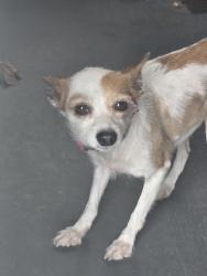 Reunited Unknown Dog last seen McConnell and pichard, Greensboro, NC 27401