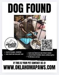 Reunited Unknown Dog last seen Near W Memphis St, Broken Arrow, OK 74012, USA, Broken Arrow, OK 74012