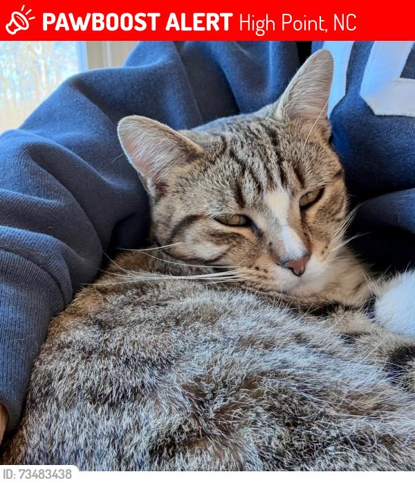 Lost Male Cat last seen Westchester Vet, High Point, NC 27262