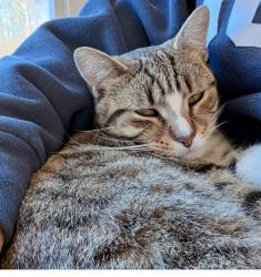 Lost Male Cat last seen Westchester Vet, High Point, NC 27262
