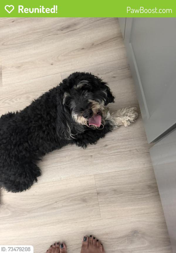 Reunited Male Dog last seen On Cobia Dr near Olympus Crossing apmts, Katy, TX 77494