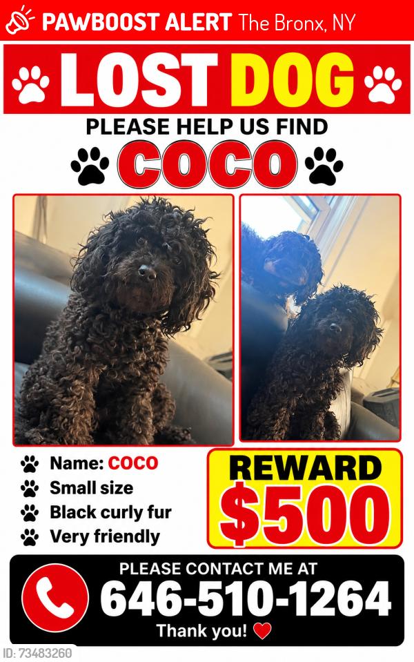 Lost Male Dog last seen Selos ave, The Bronx, NY 10466