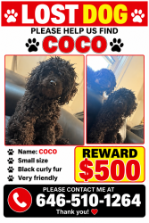 Lost Male Dog last seen Selos ave, The Bronx, NY 10466