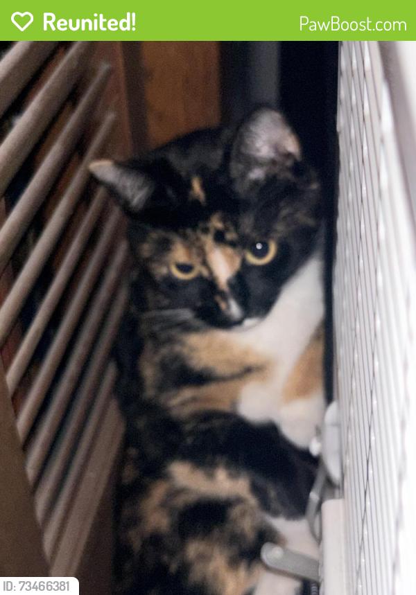 Reunited Female Cat last seen 73rd St and Linden Ave, Seattle, WA 98103