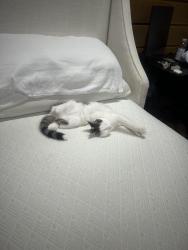 Reunited Female Cat last seen rocky hill dr, Lilburn, GA 30047
