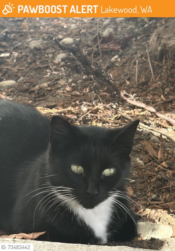 Found/Stray Unknown Cat last seen Meadowbrook apmts, Lakewood. WA, Lakewood, WA 98439