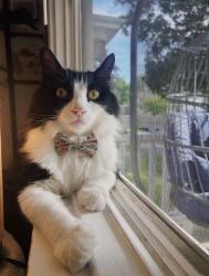Lost Male Cat last seen Gold Ave and Douglas Park, Grand Rapids, MI 49504