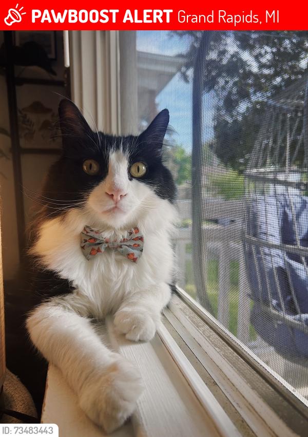 Lost Male Cat last seen Gold Ave and Douglas Park, Grand Rapids, MI 49504