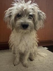 Reunited Male Dog last seen JFK and Moreno Beach Dr., Moreno Valley, CA 92555