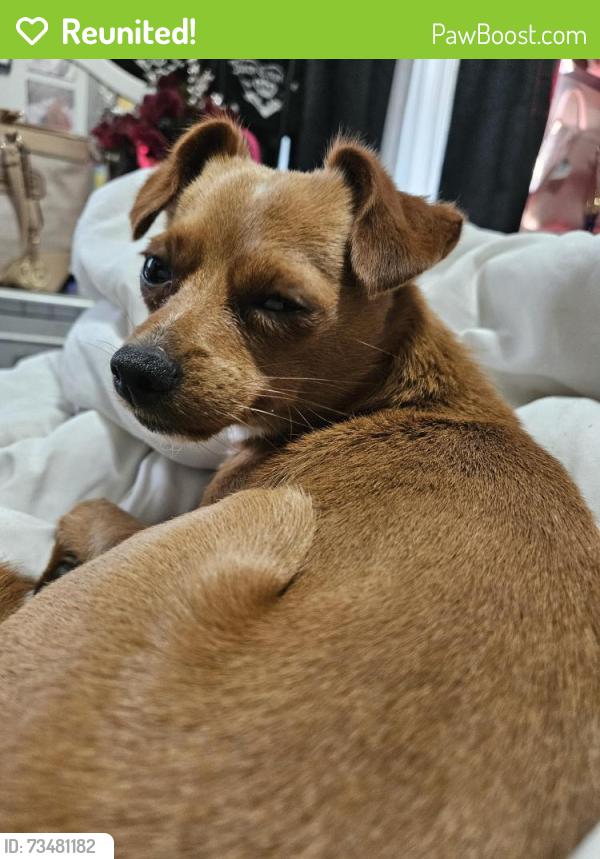 Reunited Male Dog last seen Lyell ave and Sherman st, Rochester, NY 14606