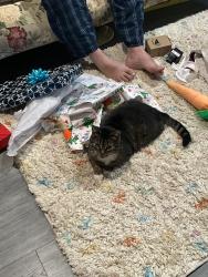 Lost Male Cat last seen Errol & Sprucewood, San Antonio, TX 78216
