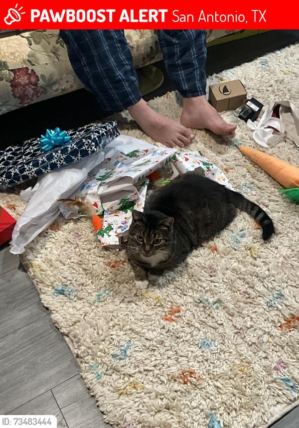 Lost Male Cat last seen Errol & Sprucewood, San Antonio, TX 78216