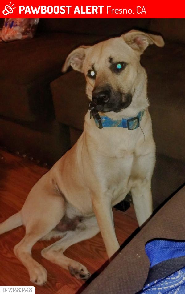 Lost Male Dog last seen Nees & Audabon, Fresno, CA 93720