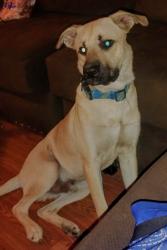 Lost Male Dog last seen Nees & Audabon, Fresno, CA 93720
