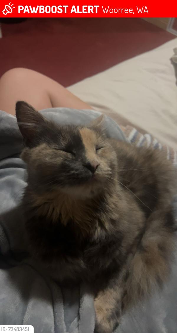 Lost Female Cat last seen Woorree, Woorree, WA 6530