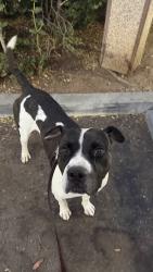 Shelter Stray Male Dog last seen Near Childrens Way, San Diego, CA, 92123, 5500 Gaines St, San Diego, CA 92110, USA
