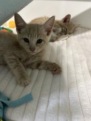 Shelter Stray Male Cat last seen Near Toyne Avenue, San Diego, CA, 92102, 5500 Gaines St, San Diego, CA 92110, USA