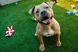 Shelter Stray Female Dog last seen 30th Street, San Diego, CA, 92102, 5500 Gaines St, San Diego, CA 92110, USA