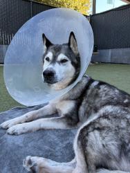Shelter Stray Female Dog last seen Near N Johnson Avenue, El Cajon, CA, 92020, El Cajon, CA 92020, USA