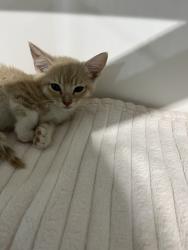 Shelter Stray Male Cat last seen Near Toyne Avenue, San Diego, CA, 92102, 5500 Gaines St, San Diego, CA 92110, USA