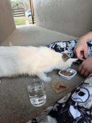 Found/Stray Female Cat last seen Steeplechase apmts, Lexington, KY 40509