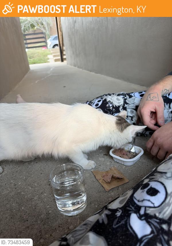 Found/Stray Female Cat last seen Steeplechase apmts, Lexington, KY 40509