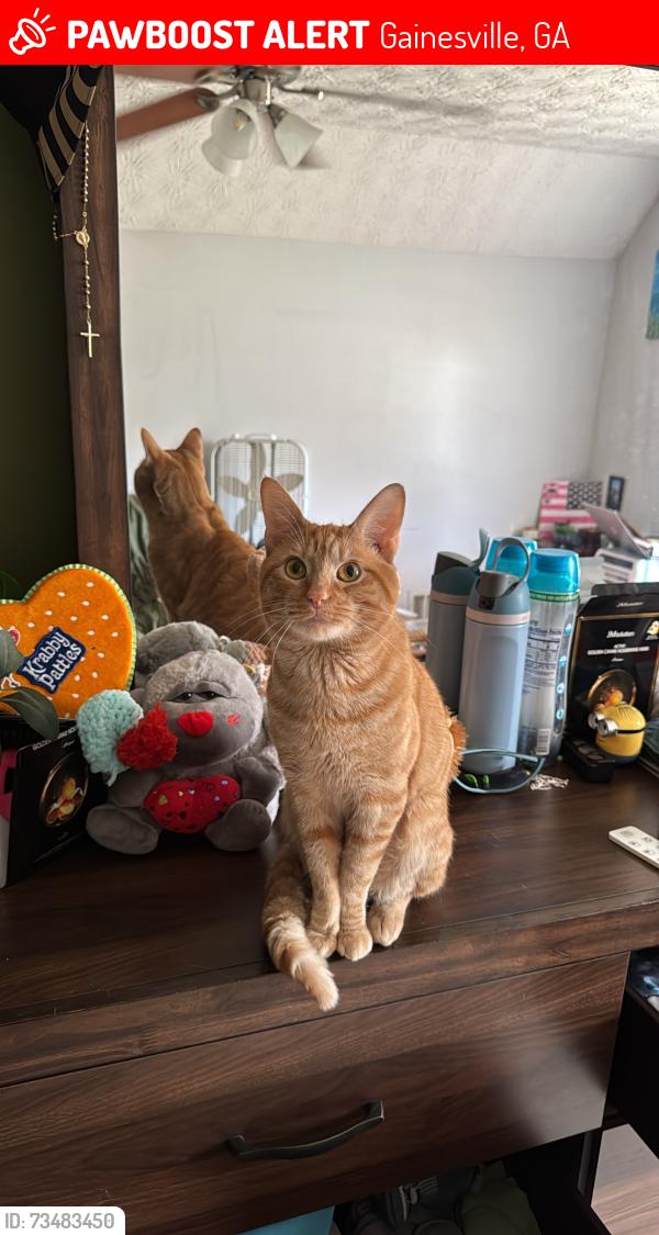 Lost Male Cat last seen Harmony church road, Gainesville, GA 30507