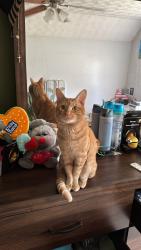 Lost Male Cat last seen Harmony church road, Gainesville, GA 30507