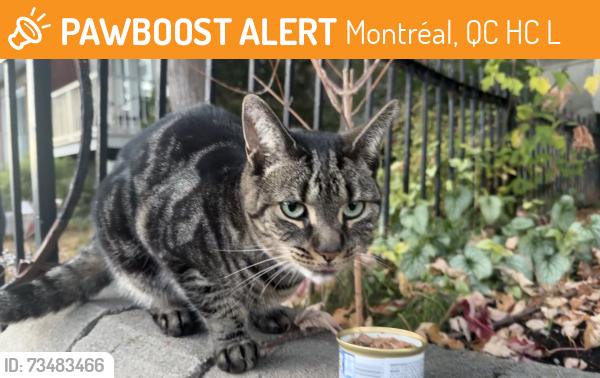 Found/Stray Unknown Cat last seen St charle, Montréal, QC H2C 2L5
