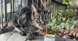 Found/Stray Unknown Cat last seen St charle, Montréal, QC H2C 2L5