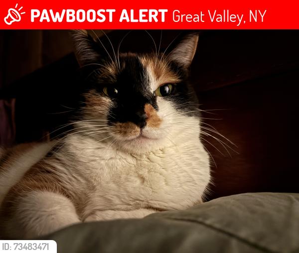 Lost Female Cat last seen Klawitter Road, Great Valley, NY 14741