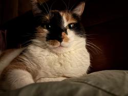 Lost Female Cat last seen Klawitter Road, Great Valley, NY 14741