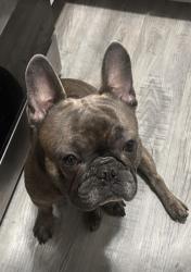 Reunited Male Dog last seen Morgan Camden high school, Minneapolis, MN 55412