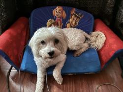 Lost Male Dog last seen Highland ave and Muscupiabe, San Bernardino, CA 92405